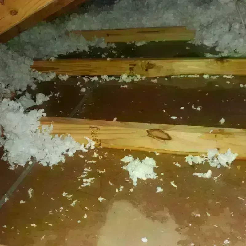 Attic Water Damage in Clio, AL